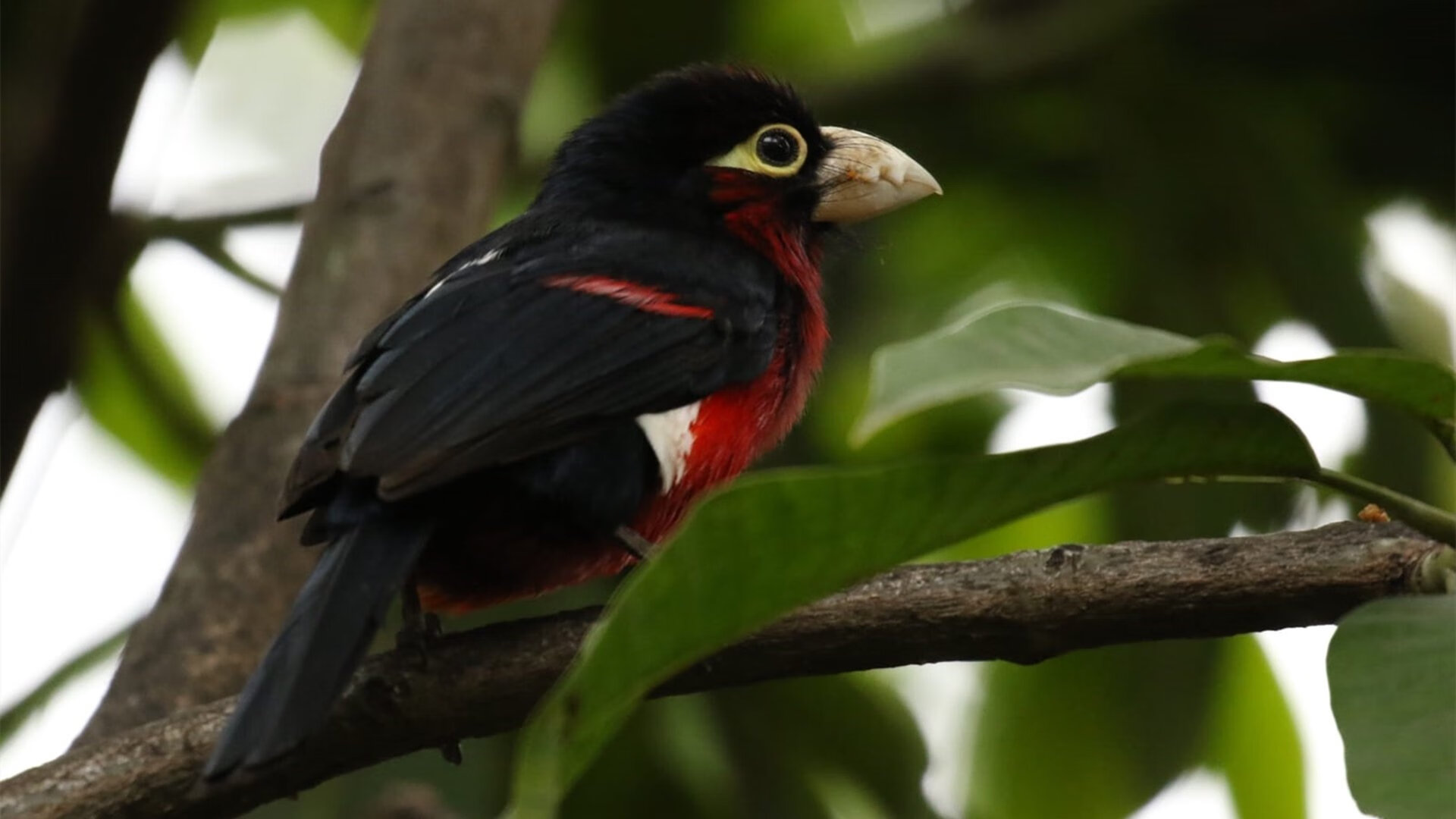 库里：用“铁杆手感”打破三分界限！，库里最铁的一场比赛