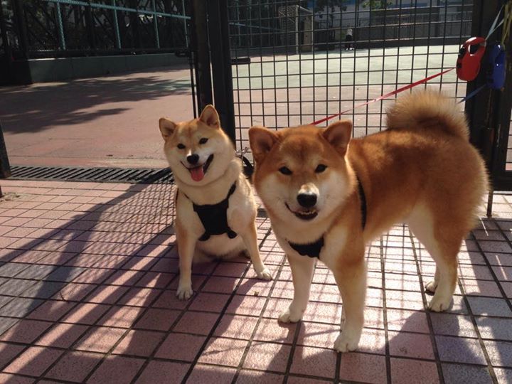 kaiyun网站-_雄鹿字母哥狮心怒吼，引领胜利_，雄鹿字母哥夺冠视频