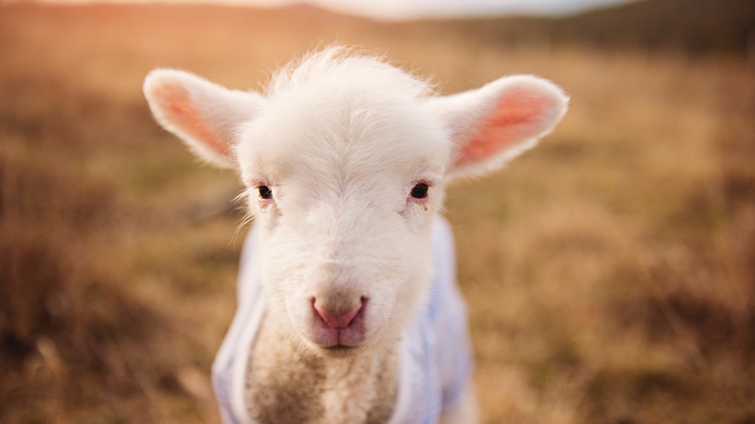 开云体育中国官方网站-《电子竞技产业链：从比赛到周边产品》，电子竞技产业定义